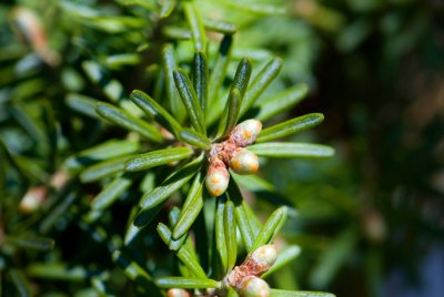 Abies koreana 'Eskimo' - jedle korejská - čarověník - pupeny